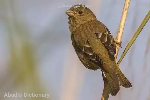 سهره گلی معمولی